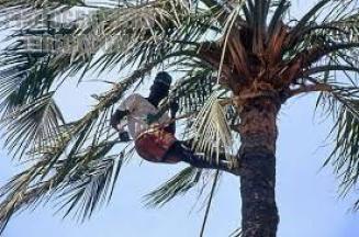 Harvesting red oil palm fruit, Nigeria way