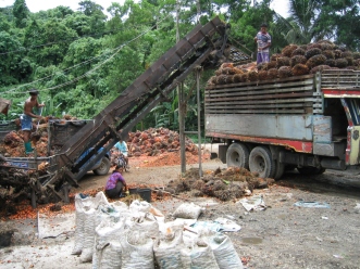 Red palm oil in process