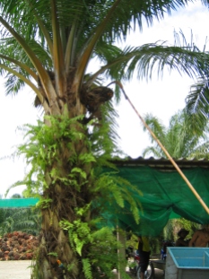 Harvesting red oil palm fruit, Thai way