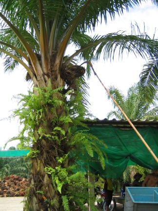 Harvesting red oil palm fruit, Thai way